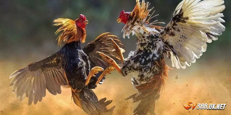 Gà Đòn Thomo - Mãn Nhãn Với Những Trận Đấu Đỉnh Cao Chi tiết các bước tham gia