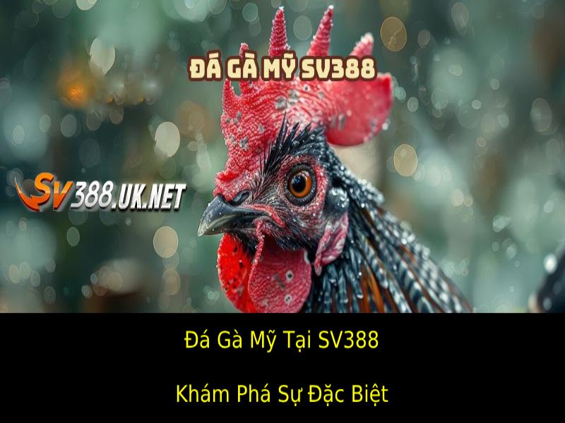 Đá Gà Mỹ Tại SV388 – Hấp Dẫn Từ Những Chiến Kê Hàng Đầu Khám Phá Sự Đặc Biệt Của Đá Gà Mỹ Tại SV388