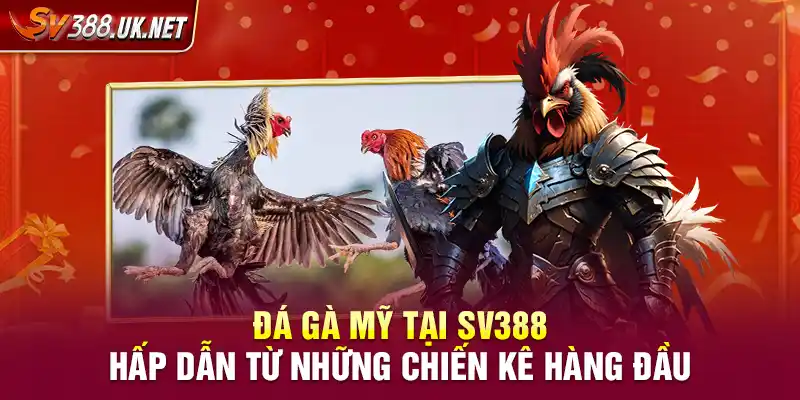Đá Gà Mỹ Tại SV388 – Hấp Dẫn Từ Những Chiến Kê Hàng Đầu Đá Gà Mỹ Tại SV388 – Hấp Dẫn Từ Những Chiến Kê Hàng Đầu