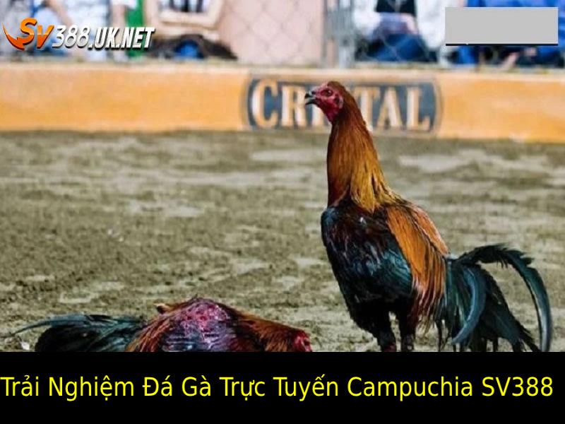 Đá Gà Trực Tuyến Campuchia SV388 – Trận Đấu Giữa Chiến Kê Đá gà trực tuyến Campuchia SV388