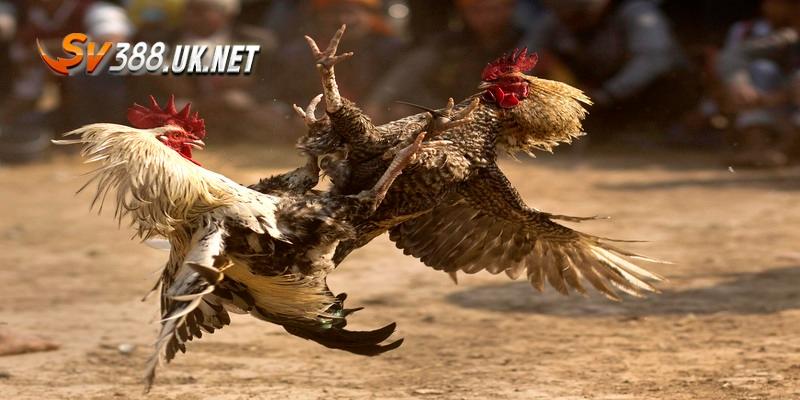 Trực Tiếp Đá Gà Mỹ - Trải Nghiệm Đỉnh Cao Và Đầy Cuốn Hút Đặc điểm ấn tượng khi xem trực tiếp đá gà Mỹ