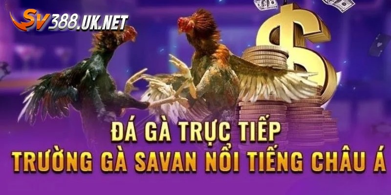 Trực Tiếp Đá Gà Savan - Những Trận Đấu Hay Nhất Hành Tinh Điểm mạnh thu hút member trải nghiệm