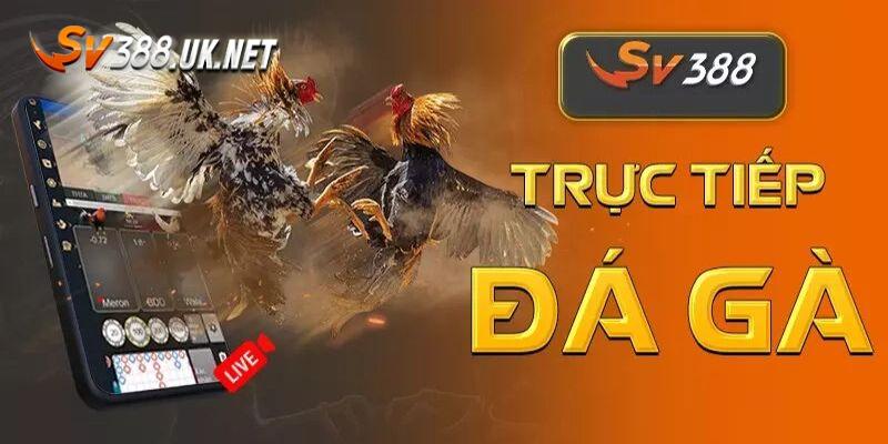 Đá Gà Online | Bật Mí 3 Chiến Thuật Chắc Thắng Từ Cao Thủ Hình thức đá gà live đầy cuốn hút