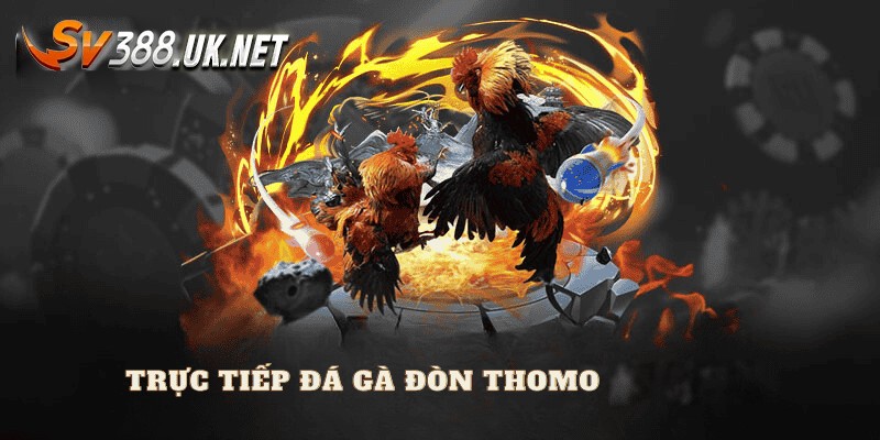 Trực Tiếp Đá Gà Đòn Thomo Các Trận Máu Lửa Chuyên Nghiệp Nhất Giới thiệu sơ về hình thức trực tiếp đá gà đòn Thomo