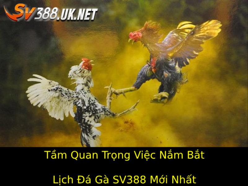 Lịch Đá Gà SV388 Mới Nhất – Cập Nhật Các Trận Đấu Hấp Dẫn Tầm Quan Trọng Của Việc Nắm Bắt Lịch Đá Gà SV388 Mới Nhất