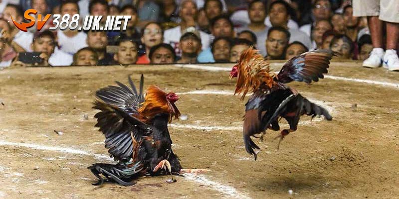 Trực Tiếp Đá Gà Đòn Thomo Các Trận Máu Lửa Chuyên Nghiệp Nhất Luật đá gà Thomo trực tiếp