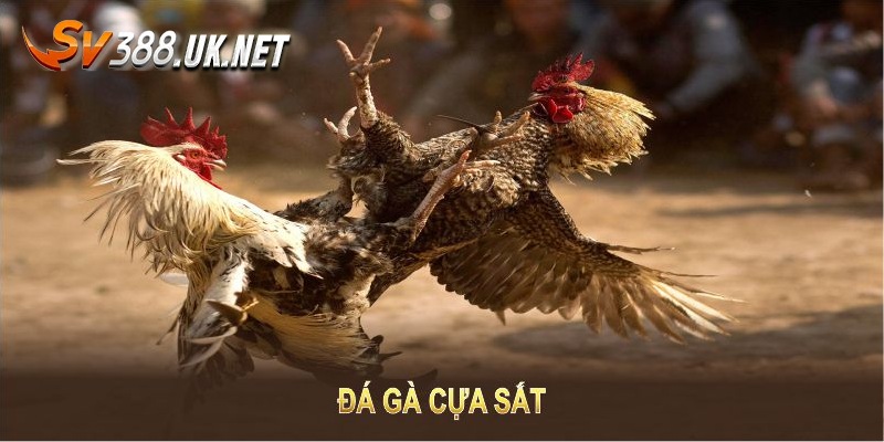 Đá Gà Cựa Sắt Campuchia - Các Trận Đấu Siêu Đẳng Cấp Nguyên tắc căn bản khi đá gà cựa sắt