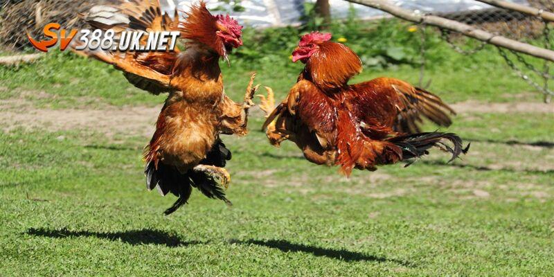 Trực Tiếp Đá Gà Mỹ - Trải Nghiệm Đỉnh Cao Và Đầy Cuốn Hút Nội dung người xem cần quan tâm đến