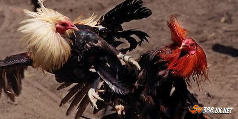 Tất Tần Tật Về Đá Gà Cựa Dao SV388 Cho Những Ai Mới Nhập Môn Vài nét cơ bản về đá gà cựa dao