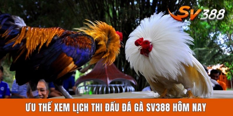 Lịch Thi Đấu Đá Gà Sv388 Hôm Nay | Tra Cứu Tin Mới Nhất 2025 Ưu thế xem lịch thi đấu đá gà Sv388 hôm nay
