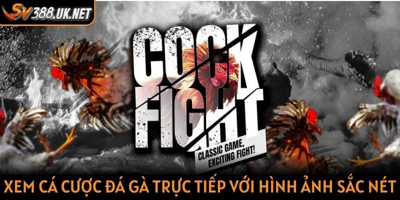 Sv388 ⭐️ Link Trực Tiếp Đá Gà 2025 | Tặng 100k Cho Người Mới Xem cá cược đá gà trực tiếp với hình ảnh sắc nét